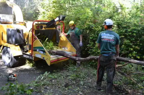 tree services Castle Rock